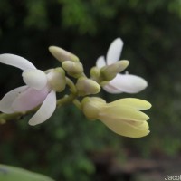 Xanthophyllum zeylanicum Meijden